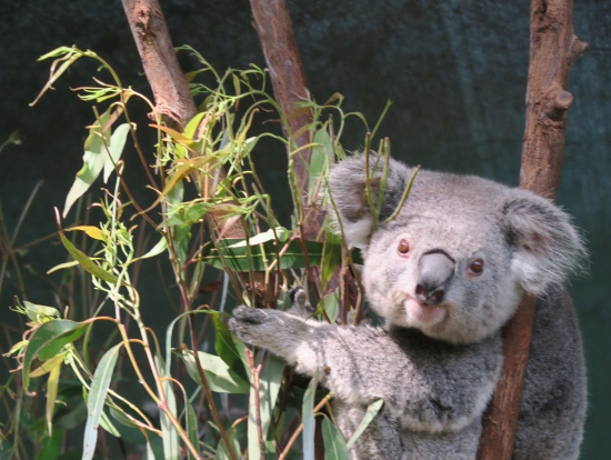 接近してコアラの写真が沢山撮影できます。
