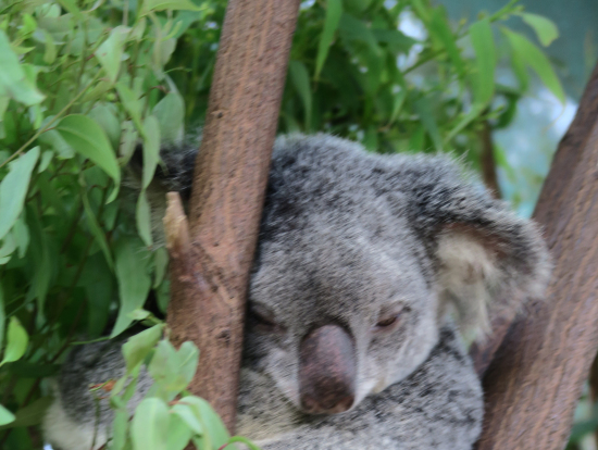 殆ど寝ているらしいです。