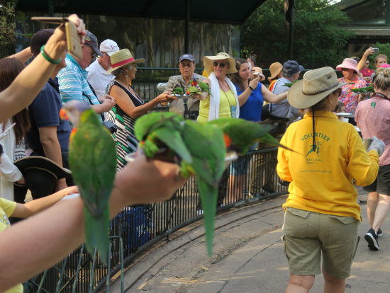 インコの餌やり、手や頭に止まりに来ます。是非参加して下さいね。