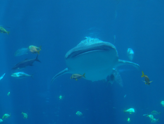 ジンベイザメは3匹いました