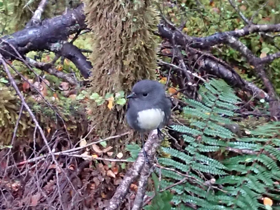 Toutouwai
