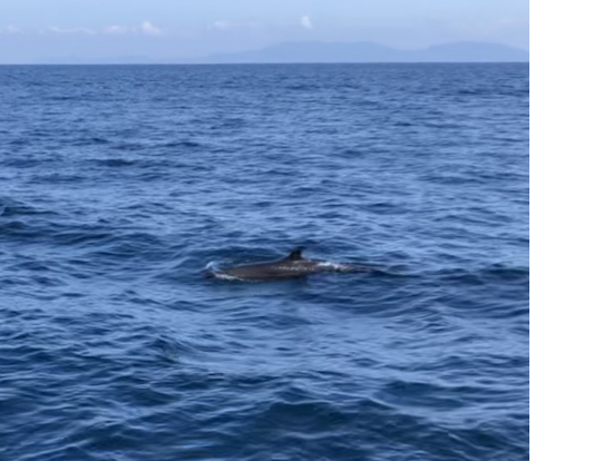 向かう途中でイルカを船上から見ることも（見づらいですが）