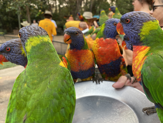 レインボーロリキート