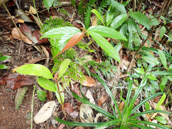 ガイドさんは植物のことも詳しく、聞いてて面白いです