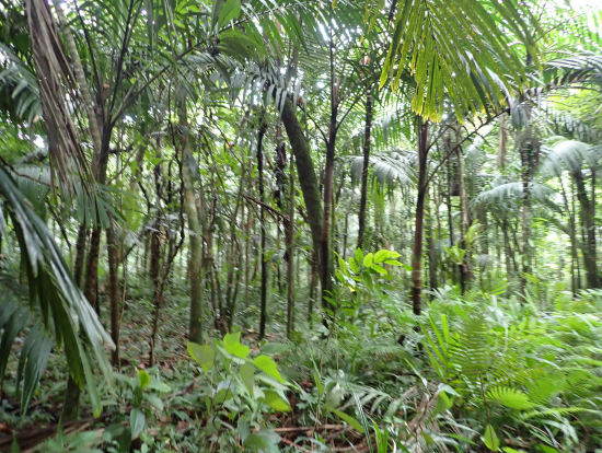 海だけじゃなくジャングルも楽しい