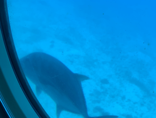 海底の底まで見えます