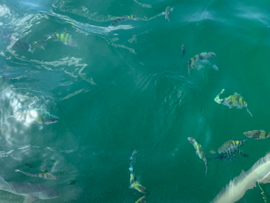 ポツーンエントリー