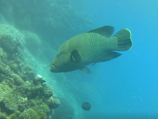 ナポレオンフィッシュ