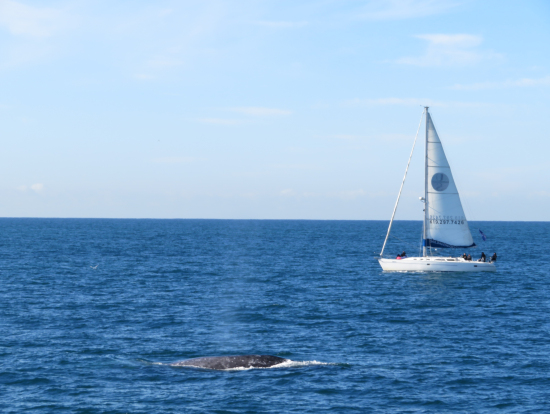 ちょっと遠いけどしっかりみれました