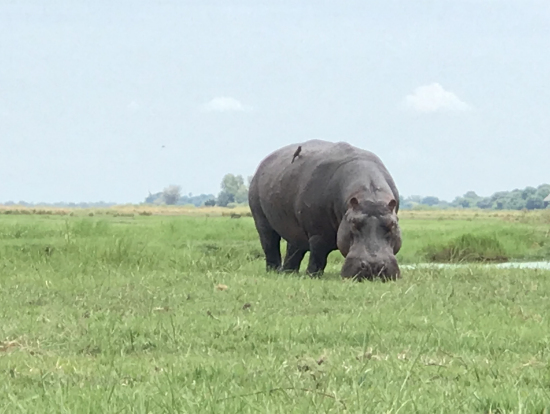 リバーサファリにて。