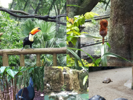 シンガポール動物園では動物を間近で見ることができました。