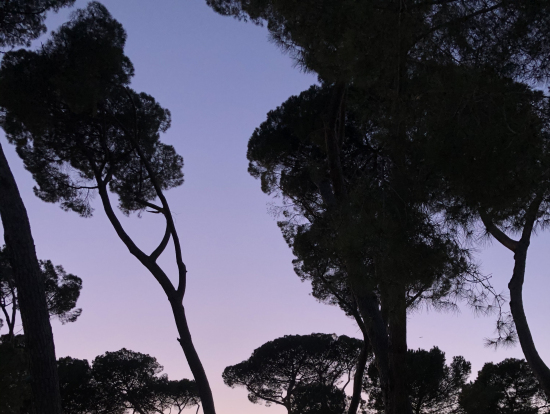 黄昏時のボルゲーゼ公園