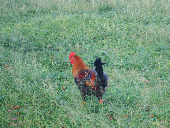 島中のどこにでもいる野生のニワトリ