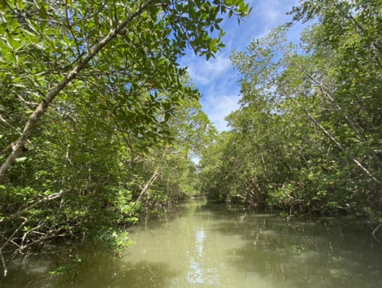 マングローブクルーズ