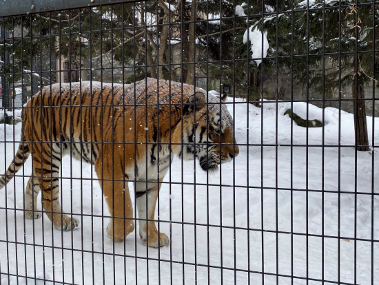 目の前をウロウロする虎!迫力ありました。