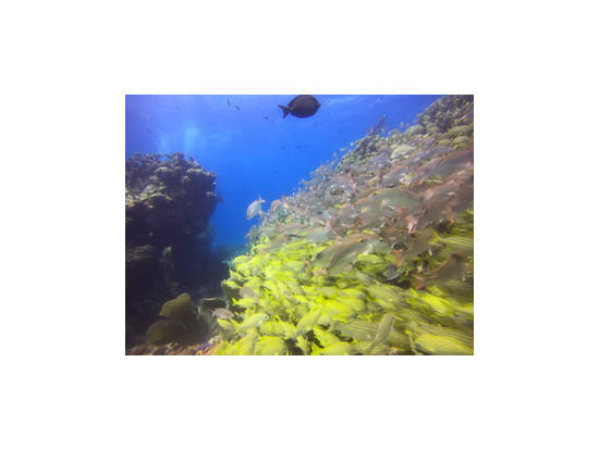 2本目ダイビングのサンゴ礁