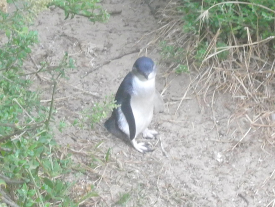 オーストラリアで世界一小さいペンギンがみたい 旅行記事 Emo エモ 旅メディア