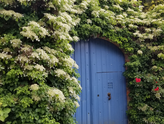 薔薇に限らず・・