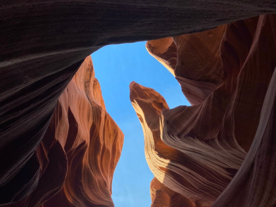 タツノオトシゴ