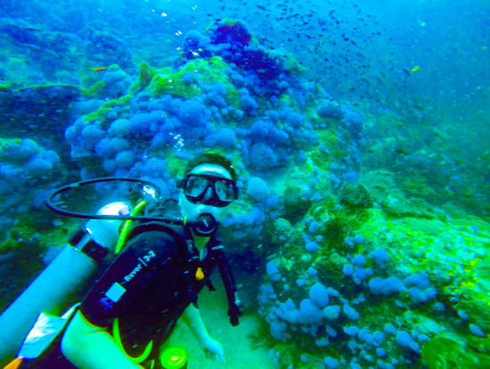 青いサンゴと魚群