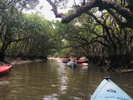 マングローブカヌー