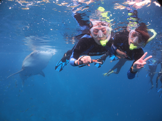 ジンベイザメシュノーケリング