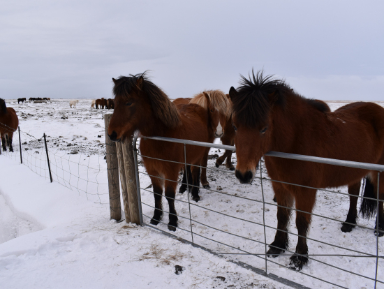 バスを降りてポニーちゃんに挨拶できました