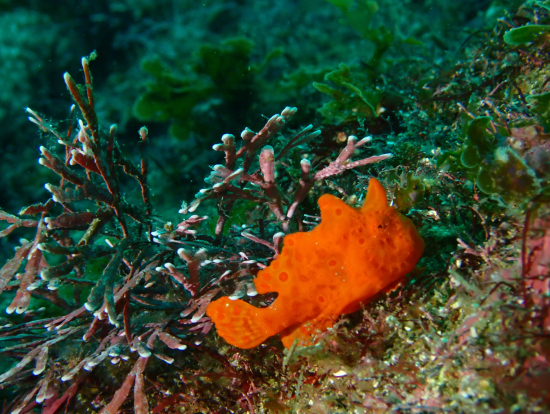 オレンジイロカエル