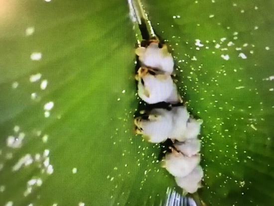 身を寄せ合って眠るシロヘラコウモリ