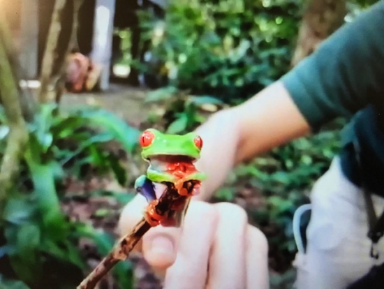 アカメアマガエル可愛い!
