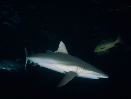 Shark in the Dark! もう説明いりません