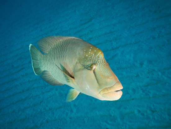 フレンドリーなナポレオンも