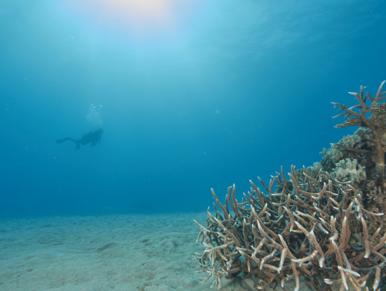 朝一のダイビングは光の入り方が幻想的でした