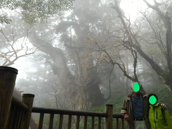 霧の中の縄文杉