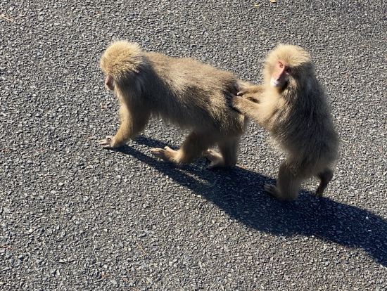 親子猿がいっぱい!