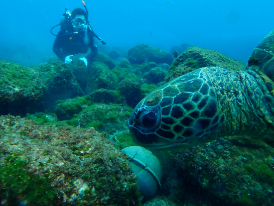 ウミガメとツーショット