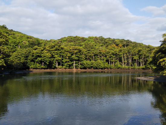 西表島のマングローブ