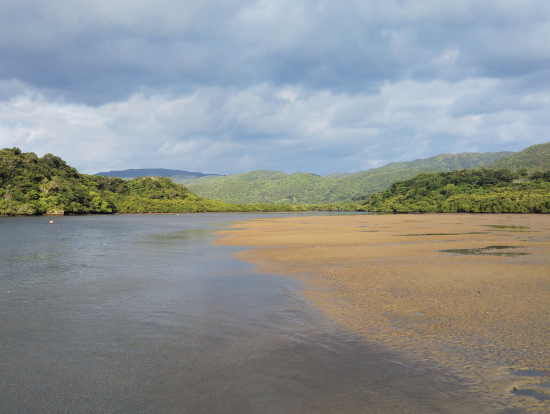 西表島の干潟で見たミナミコメツキガニ（非常に小さい）