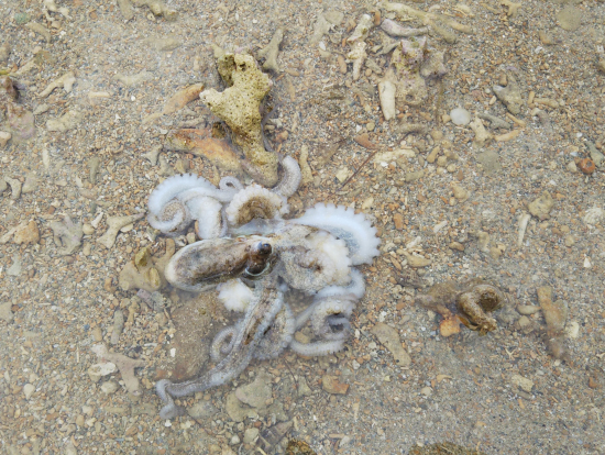 由布島の砂浜散策で見かけたタコ