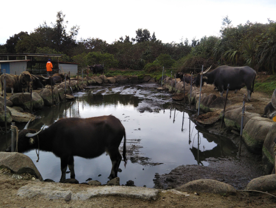 由布島の水牛車を引く牛さんたち