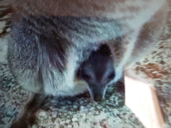 ロックワラビー赤ちゃん