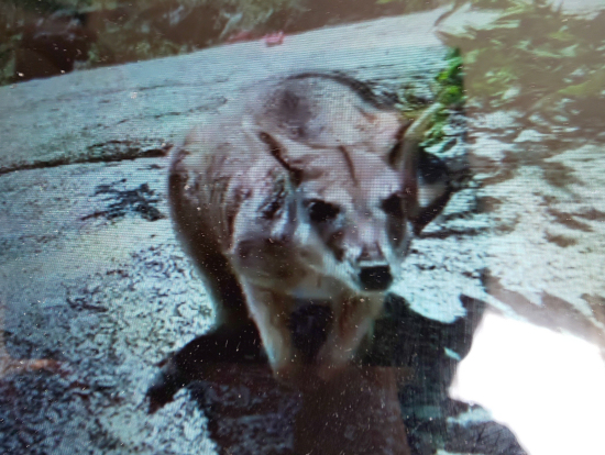 ロックワラビーのママさん