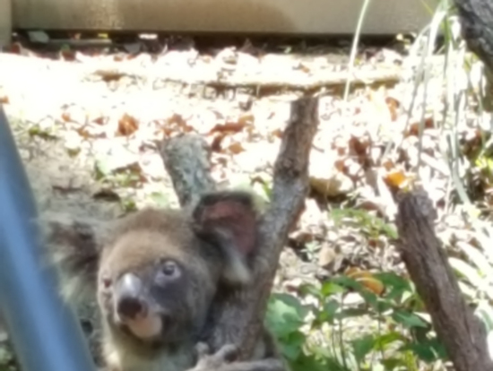 キュランダのコアラ