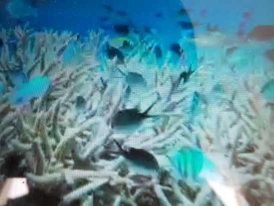 パラオサンゴ礁の魚たち