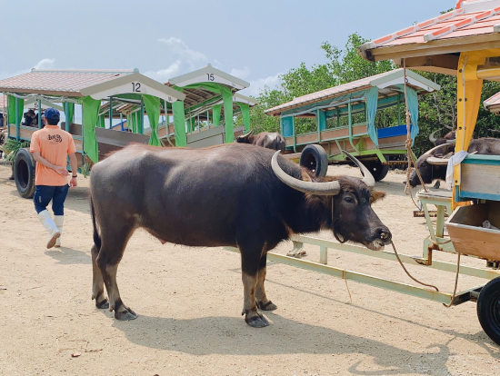 水牛さん。触れ合える子もいました。