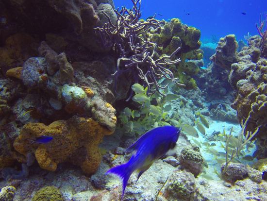 もっとカラフルで珍しいのもみられましたよ。