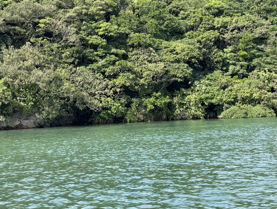 西表島のマングローブ巡り