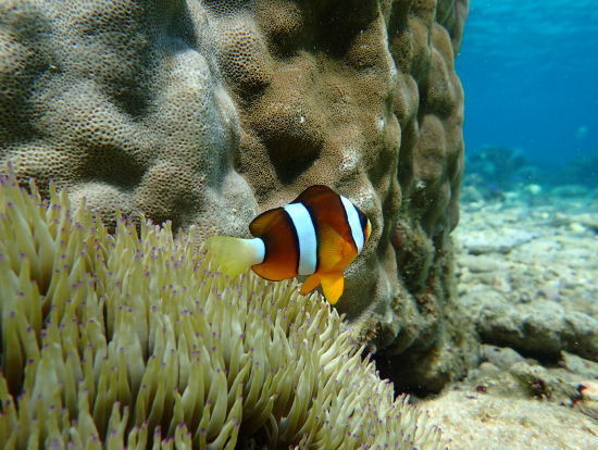 俺たちオイスターズ Vol 8 夏休み 青の洞窟攻略法 旅行記事 Emo エモ 旅メディア