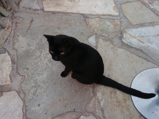 人慣れしている猫がいました