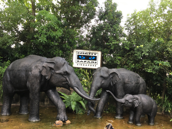 ナイトサファリ